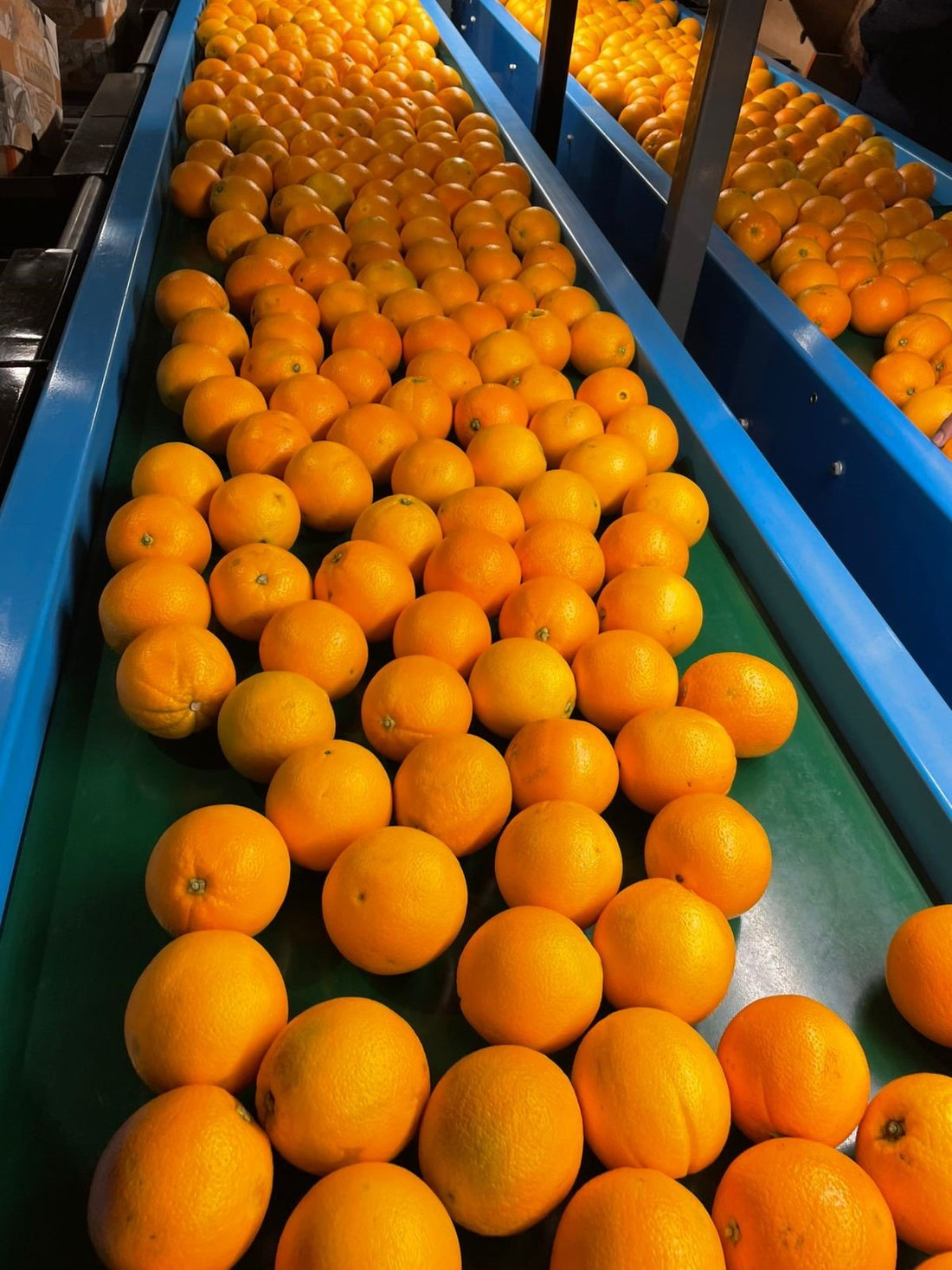 Oranges à presser professionnelles : comment bien choisir son approvisionnement ?