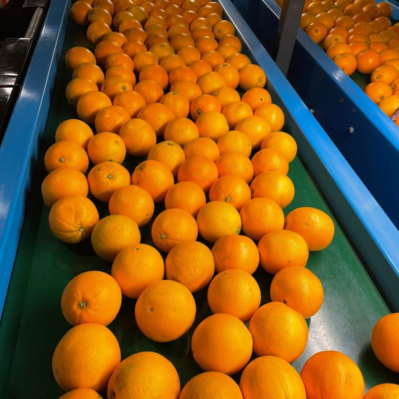 oranges produit — Oranges fraîches à jus | Orangoo x Junolia